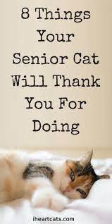 8 Things Your Senior Cat Will Thank You For Doing In 2020 Senior Cat Care Senior Cat Cat Ages