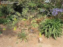 Image result for Crotalaria agatiflora