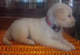 He is a sweet pup who loves everyone. Golden Retriever Puppy Dog For Sale In Rockford Illinois