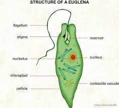 Image Result For Well Labeled Diagram Of Euglena Biology Diagrams Structure And Function Protists