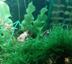 Image result for Aponogeton junceus