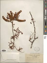 Image result for Ormocarpum schliebenii