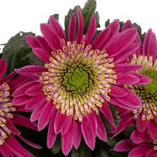 Chrys.Deko lila Saba (Deko Chrysanthemen)