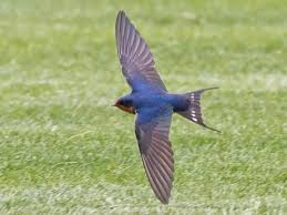 These findings should be considered when installing barn swallow habitat compensation structures and we recommend further investigation into other. Barn Swallow Identification All About Birds Cornell Lab Of Ornithology