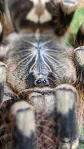 Image result for Centema subfusca