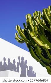 Image result for Euphorbia halipedicola