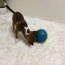 Maybe you would like to learn more about one of these? Dog Toy For Beginners Treat Tumble Level 1 Small Dog Toys Outward Hound Fur Friend