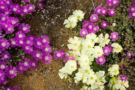 Image result for Grielum