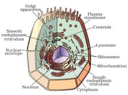 We did not find results for: Solved A Draw The General Diagram Of An Animal Cell And Label Self Study 365