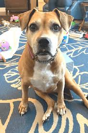 Start searching for your new best friend or adopt at a petco store. Veteran With Heart For Underdogs Rescues Twice Surrendered Senior Dog