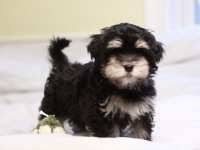 Black And White Havanese Puppy Names Alvin The Great Black Tan Havanese Puppy Unavailable Havanese Puppies Xenia Castle Havanese Breeders Havanese Puppies Havanese Havanese Dogs