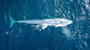 From dolphins to puffins, wild flowers and fungi that are unspoilt in our countryside. Whales 9news Latest News And Headlines From Australia And The World