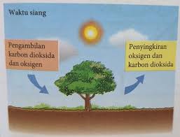 Pertemuan kelima struktur tumbuhan banyak diaplikasikan dalam teknologi. Bab 2 5 T3 Pertukaran Gas Dalam Tumbuhan Quizizz