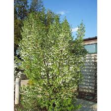 Image result for Embelia xylocarpa