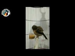 Cara membedakan burung flamboyan jantan dan betina / inilah keistimewaan burung sniper harga dan suara. Burung Flamboyan Jantan Dan Betina Paling Populer 17 Gambar Burung Flamboyan Jantan Dan Betina Gani Gambar Flamboyan Jantan Gacor Untuk Memancing Bunyi