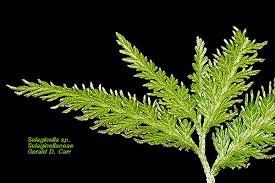 Image result for Selaginellaceae