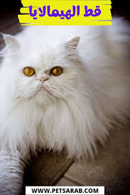 Maybe you would like to learn more about one of these? Ù‚Ø· Ø§Ù„Ù‡Ù…Ø§Ù„Ø§ÙŠØ§ Ù…Ø¹Ù„ÙˆÙ…Ø§Øª ÙˆØµÙˆØ± Ø¬Ù…ÙŠÙ„Ø© In 2021 Cats Animals