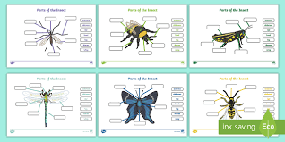 Insects range in size from as small as a almost all insects are born from eggs laid by female insects. New Insect Body Parts Fill In The Blanks Worksheet