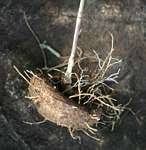 Image result for Ceropegia paricyma