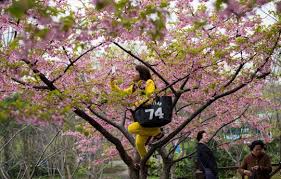 Selfie taman sakura / surabaya menjadi romantis seperti negeri sakura, warga. Foto Asyiknya Selfie Bersama Bunga Sakura Yang Bermekaran Di China Merdeka Com