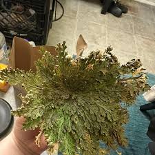 Image result for Selaginella nivea