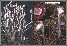 It causes leaves to curl and shrivel. Fungus Flowers