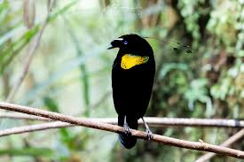 Image result for Pteris kivuensis