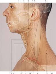 Learn more about head and neck anatomy, including the top part of the skeleton, muscles, and more with our digital flashcards. Head And Neck Overview And Surface Anatomy Clinical Gate