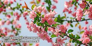 Jul 24, 2020 · old flowers ‍ i don't see you that way, not the way i did before i'm not your object to break, you can't hold me like i'm yours i don't see you that way, anymore so please go home now i can sleep on my own i'm alone now but i don't feel alone you can't water old flowers you can't hurt me that way, not the way you did before How To Send Flowers To Someone In Another City Floweraura