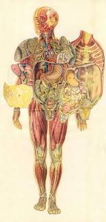 Homme 4d Anatomy Art Medical Anatomy Medical Illustration