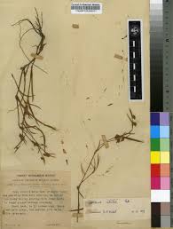 Image result for Commelina subulata