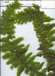 Image result for Trichomanes