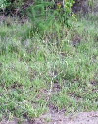 Image result for Trachyandra burkei