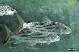 Tigerfish Tiger Fish Fish Pet Freshwater Fish
