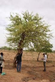 Image result for Dalbergia melanoxylon