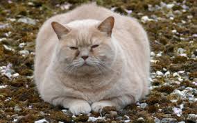 Helping your cat lose weight. Obesity In Cats Vca Animal Hospital