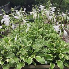 In warmer southern regions, the hostas that perform their best are those that have lower than normal winter dormancy requirements. Blog Sunset Hosta Farm Com Fragrant Hostas