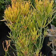 Image result for Euphorbia tirucalli