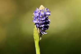 Image result for Pontederia