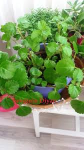 Parlakmustafa Cicek Yesil