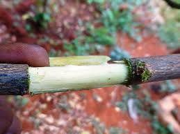 Quince tree propagation by layering. Propagation Of Fruit Bearing Trees By Air Layering Fruit Bearing Trees Propagating Plants Fruit Tree Propagation