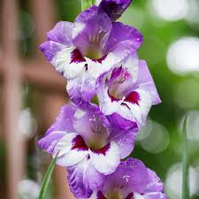 Image result for Gladiolus virgineus