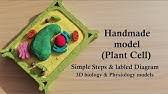 I'm going to show you some brilliant ideas on how to make plant cell models with four types of different materials that you're actually familiar with. Cardboard Plant Cell Model Diy Project Youtube