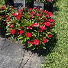Image result for Impatiens shirensis