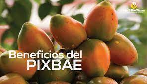 Beneficios Del Pixbae Regiones Tropicales Plantas Cultivar