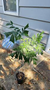 Image result for Anchomanes