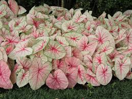 Humidity is crucial to caladium houseplant care as the tubers are native to south. Caladiums How To Grow Care For Caladium Plants Garden Design