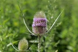 Image result for Dipsacaceae