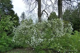 Image result for Exochorda