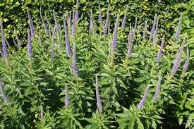 Maybe you would like to learn more about one of these? Veronicastrum Sibiricum Coll Sachalin